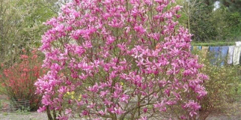 Hibrid magnolije susan (susan, suzanne, susan): fotografija, opis sorte, otpornost na mraz